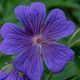 violette Blume 2