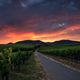 Weinberge in der Pfalz