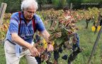 Emilio alla vendemmia   de Emilio Sirletti