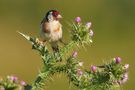 Stieglitz von Vogelnarr