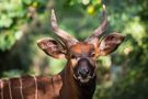 Bongo von Anja Anlauf