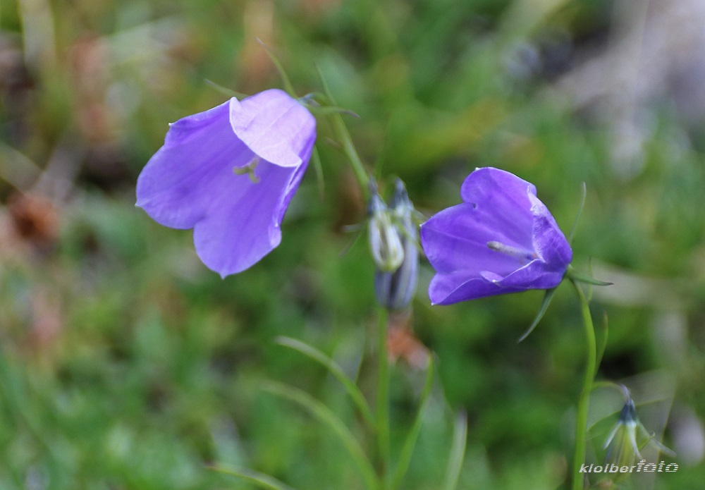 (598) rundblütige glockenblume 