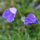 (598) rundblütige glockenblume 