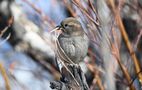 sparrows by Robert L. Roux