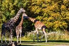 Giraffes von Frank Kreher