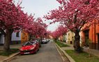 Spring in the street by Miloslav