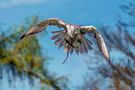 Lannerfalke im Flug von WM-Photo