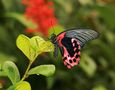 Papiliorama in Kerzers. von Bamajo 