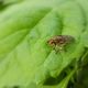 Insektenparty im Garten 