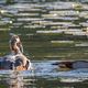 Nilgans beim Baden