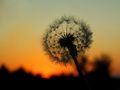 Pusteblume im Sonnenuntergang von MO(H)NIKAS Blütenträume