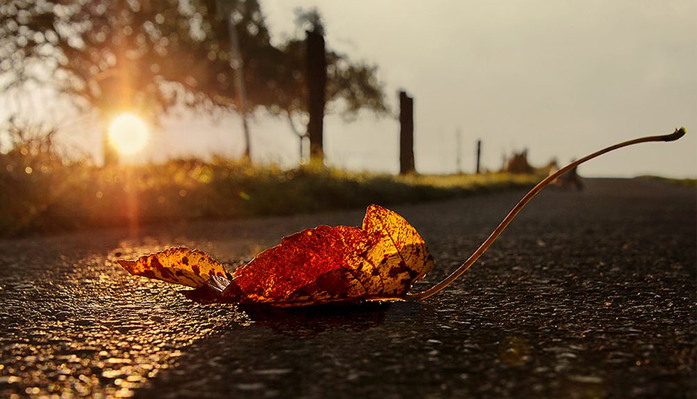 Herbstblatt in der Morgensonne von Ilonka 02