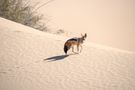 Schakal in der Namib(2) von rari