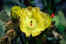 Gelbe Kaktusblüten de Josef Navratil