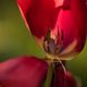 Tulpen im Garten