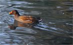  Gallinula chloropus von Josef Kainz