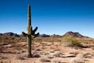 Der stoltze Saguaro von Niels Clemmensen 