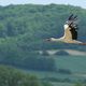 Storch im Anflug