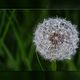 Pusteblume mit Rahmen