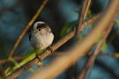 Little Singer by Mario F Meier