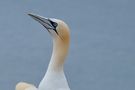 Basstölpel Helgoland von Willi Karl