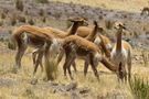 Vicuñas de Henry Villalta 