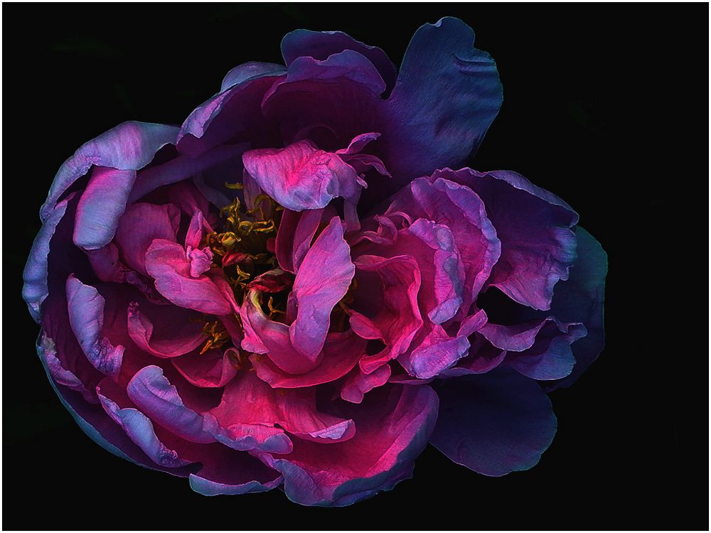 mIDNIGHT rOSE von Klaus-Uwe Kühl 