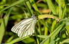 Grünader-Weißling (Pieris napi)  von Jürgen Reichel