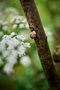 Climbing snail by Alex van Essen