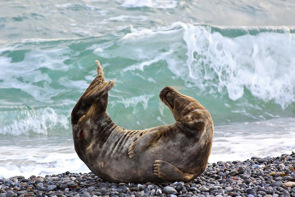 Begegnung am Strand von SashH 