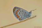 Plebejus Idas. von mario valentini 