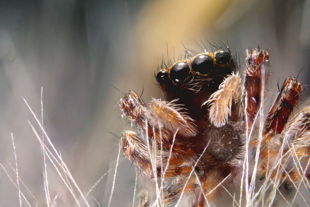 Springspinne auf Bocksbart von Birmsdale