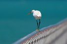 Turquoise de Hany HOSSAMELDIN