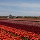 Spazieren im Tulpenland