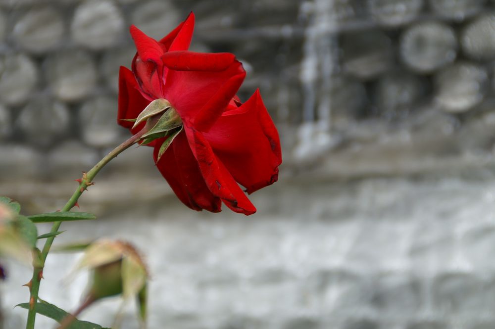 Welkt eine Blume vor sich hin ... von Fobi 