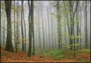 herbstlicher Wienerwald von Gerhard Wanzenböck