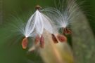 Asclepias curassavica (semillas) de Aldo Díaz Matute