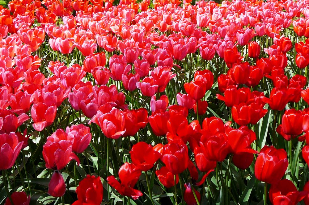 Tulpen im Keukenhof von sgnip 