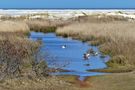 Borkum  - Auch die Tiere fühlen sich hier wohl by Reinhold Müller