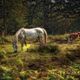 New-Forest-Pony