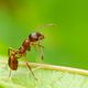 Rote Gartenameise (Myrmica rubra)