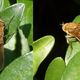 Gewhnliche Stilettfliege (Thereva nobilitata) im heimischen Garten