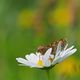 Westlicher Scheckenfalter, Melitaea parthenoides