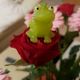 Frosch auf Rose