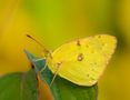 Butterfly like a fresh lemon von christian_kantner