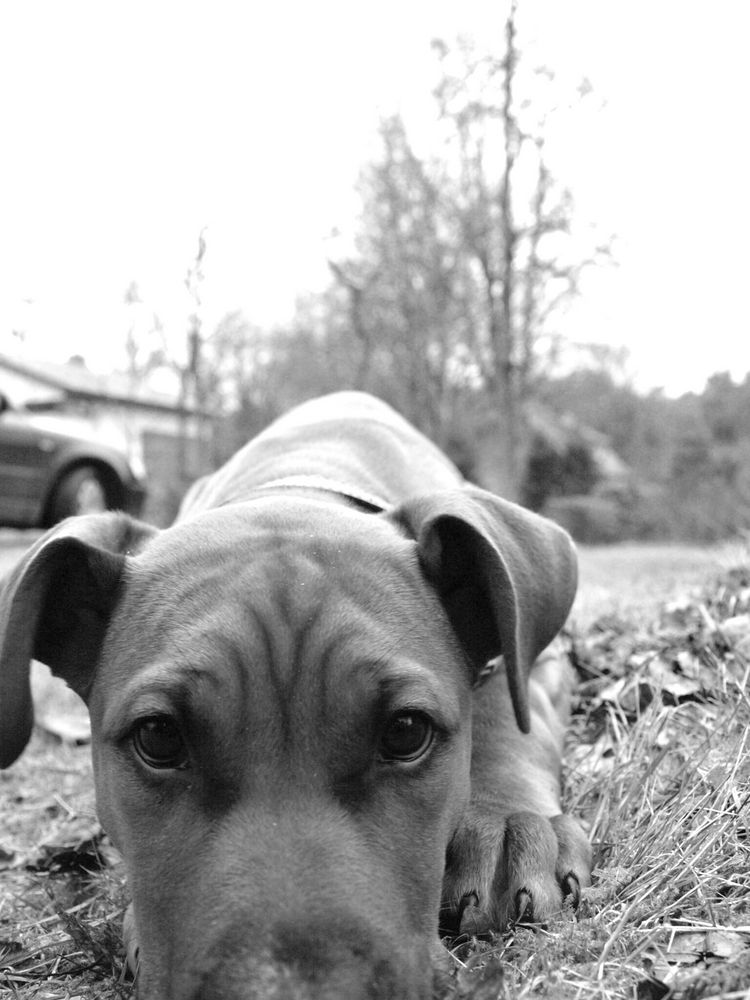 old english bulldog puppy "Butch" von Tina Thielmann 