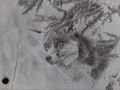 Pencil Drawing Fox by Dave Butcher