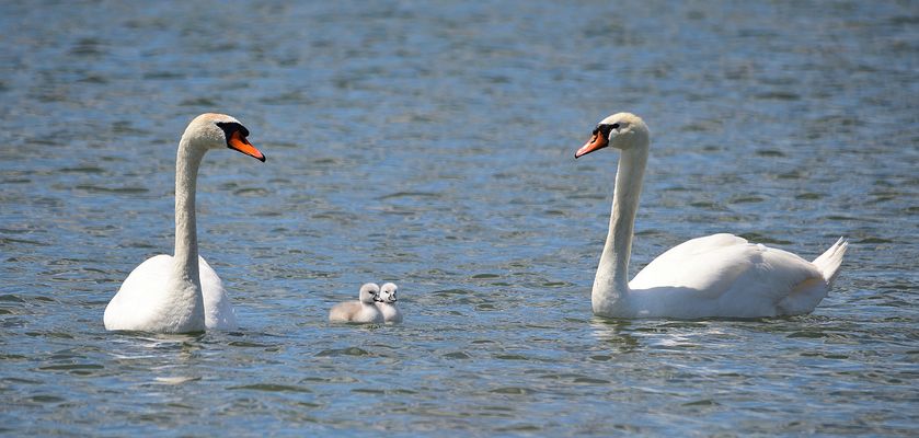 5_Eines fehlt! One is missing, uno falta!