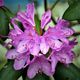 Rhododendron