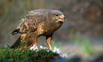 The Living Forest (793) : Buzzard by Mark Billiau.